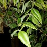 Hoya lanceolata Leht
