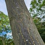 Acer shirasawanum Bark