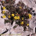 Helianthemum marifolium Buveinė