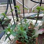 Ammannia baccifera 葉