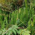 Lycopodium annotinumYaprak