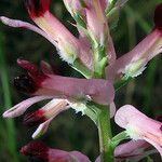Fumaria barnolae Mosusu