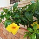 Allamanda catharticaᱵᱟᱦᱟ