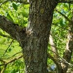 Chionanthus retusus 树皮