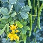 Senna bicapsularis Blatt