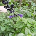 Salvia coeruleaFlor