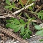 Hornungia alpina Leaf