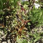 Penstemon digitalis Hoja