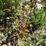 Penstemon digitalis Leaf