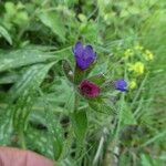 Pulmonaria officinalis Flor