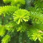 Abies numidica ഇല