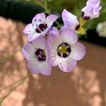 Gilia tricolor Virág