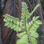 Spondias purpurea Leaf