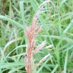 Calamagrostis epigejosFruit