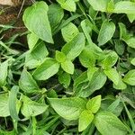 Ruellia prostrata Liść