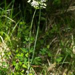 Thapsia nestleri Blüte