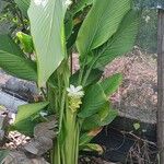 Curcuma longa Fleur