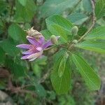 Grewia occidentalis Blomst