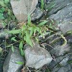 Persicaria mitis Habit