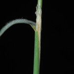 Calamagrostis phragmitoides Φλοιός