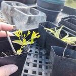 Hypericum mutilum Leaf