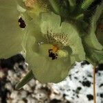 Mohavea confertiflora Flor