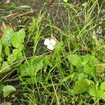 Baldellia ranunculoides Fiore