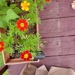 Tagetes tenuifolia Листок