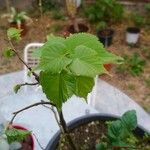 Tilia dasystyla List