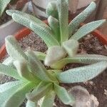 Cheiridopsis denticulata Hoja