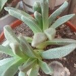 Cheiridopsis denticulata Yaprak