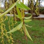 Salix babylonica Hoja