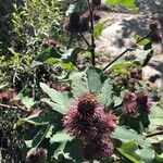 Arctium minusBlomst