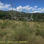 Helictochloa pratensis Habitat