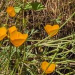 Eschscholzia caespitosa Virág