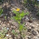 Adonis microcarpa Blatt