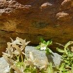 Cerastium pedunculatum Çiçek