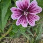 Malva sylvestris花