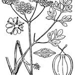 Heracleum pumilum Mosusu