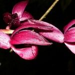 Mormodes horichii Flower