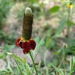 Ratibida columnifera 花