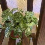 Fittonia albivenisList