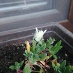 Dorotheanthus bellidiformis Flor
