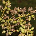 Adelobotrys adscendens Fruit