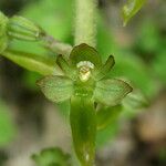 Neottia ovata Blomst