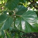 Croton guatemalensis Leaf