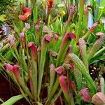 Sarracenia minor आदत