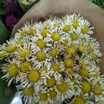 Tanacetum partheniumFlower