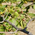 Carpinus orientalis Anders