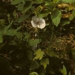 Clitoria mariana Habitus